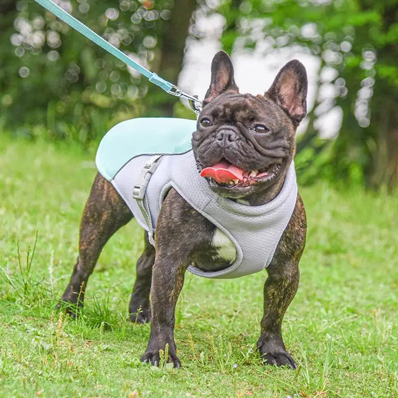 Dog Cooling Vest for Outdoor Adventures — Keeps Your Pup Cool and Comfortable