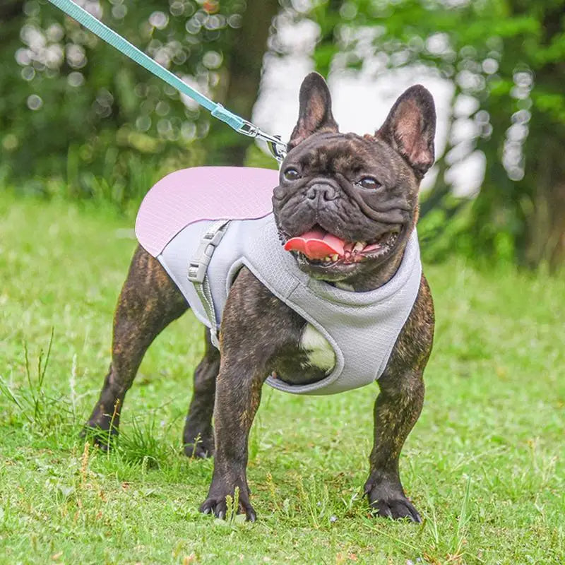 Dog Cooling Vest for Outdoor Adventures — Keeps Your Pup Cool and Comfortable
